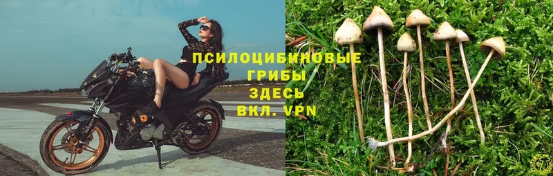 Псилоцибиновые грибы Psilocybine cubensis  Покров 